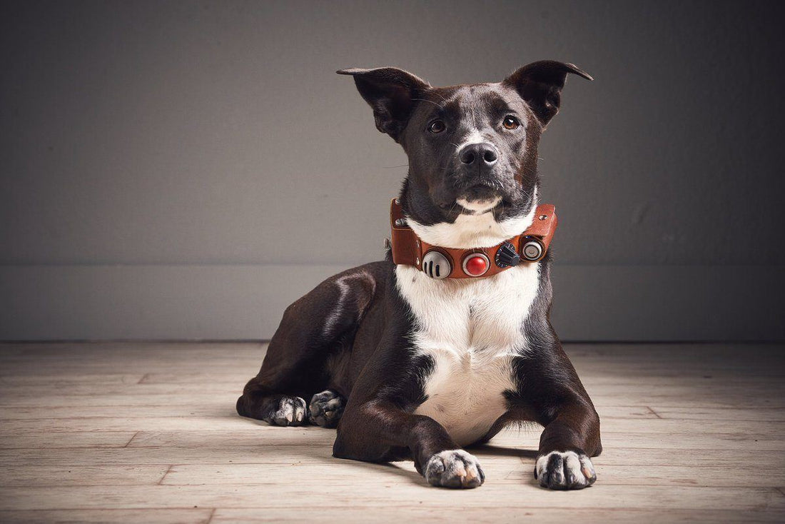 5 tipos de identificación y rastreo para mascotas. Desde Dispositivos GPS, Petfy ID, Bluetooth, Microchip Subcutáneo y otros 🐶 🐱