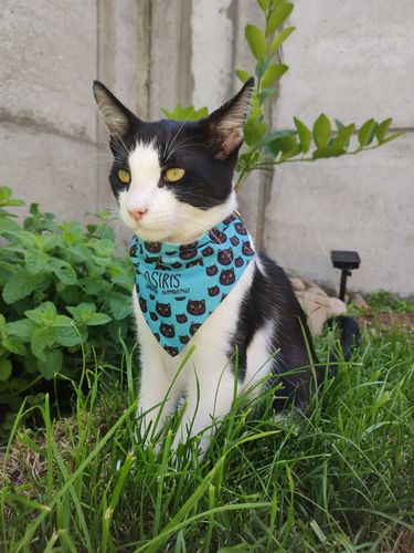 Bandanas PetLover