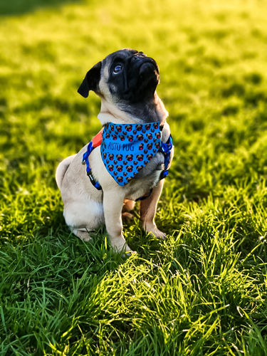 Bandanas PetLover