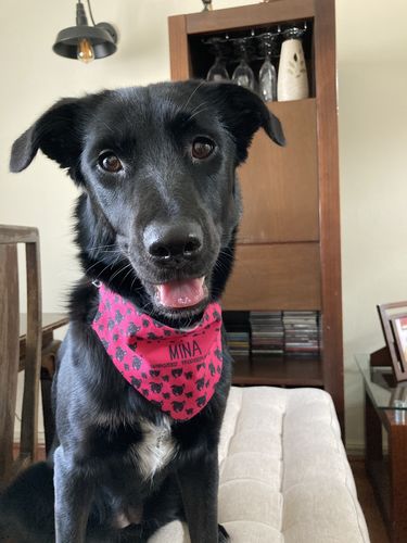 Bandanas PetLover