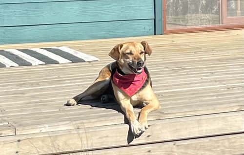 Bandanas PetLover