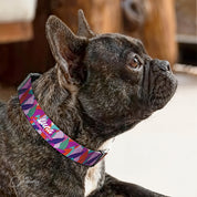 Collares PetLover