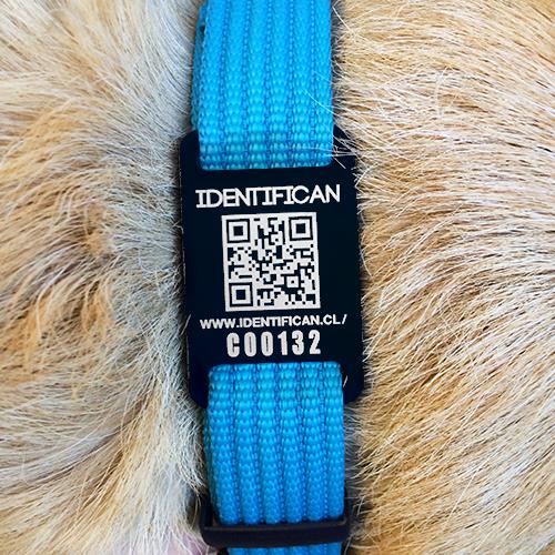 Collar Grande Petfy ID Celeste - Tienda Petfy
