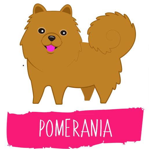 Petluche - Pomerania Tienda Petfy
